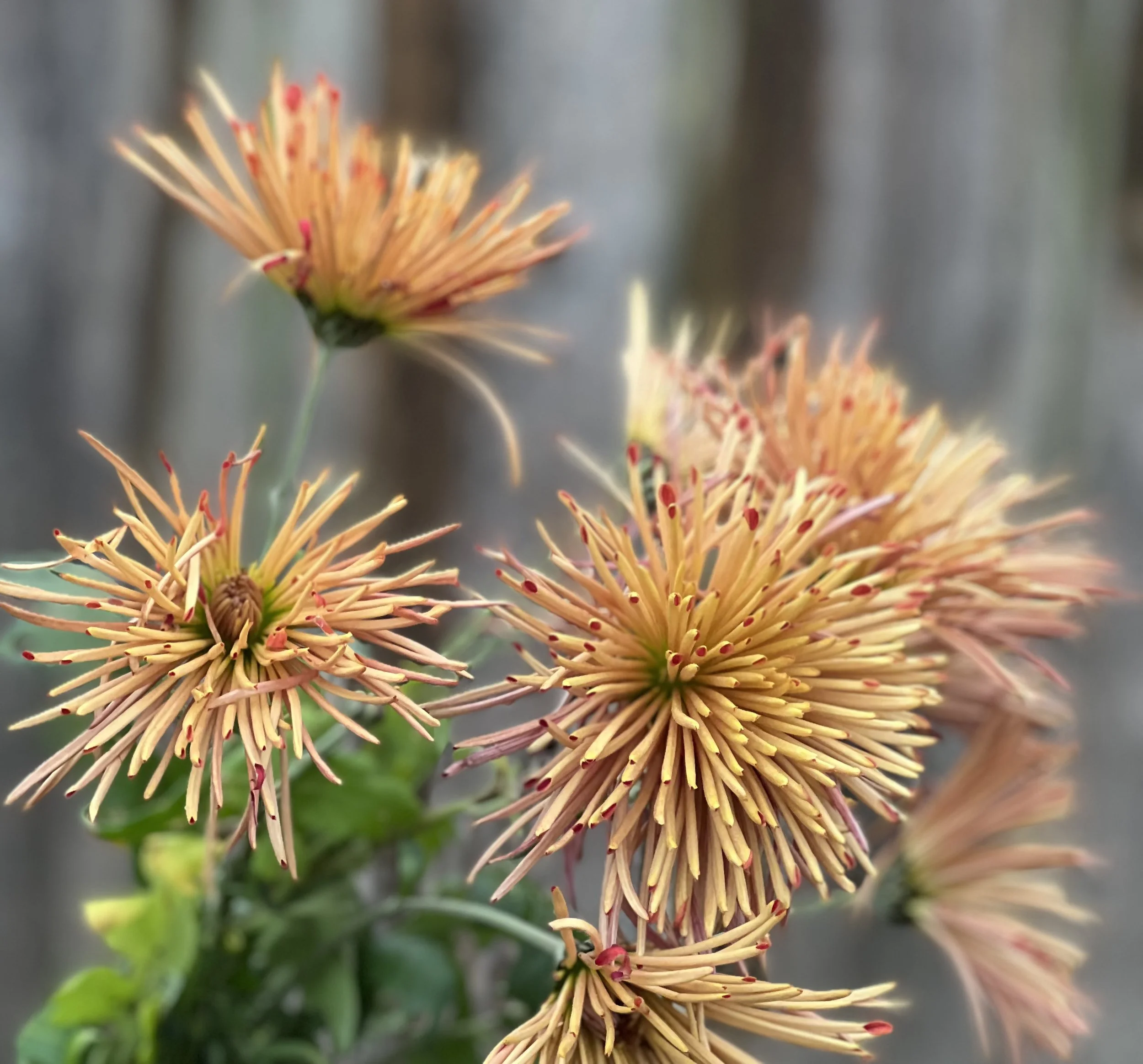 Shop all things floral — BLUE SKY DAHLIAS